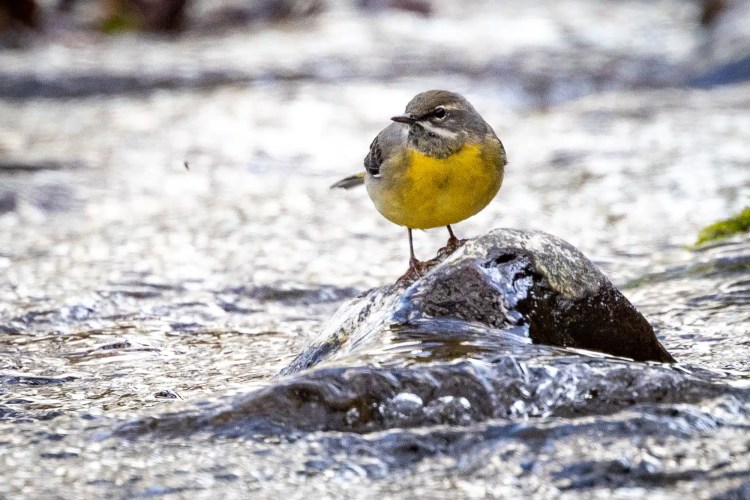 Grey wagtail bird with yellow breast perched on a rock in a stream.