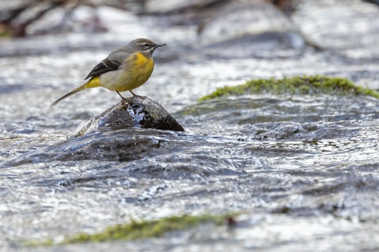 Grey wagtail perched on a rock in a stream. Out and About in February & March.