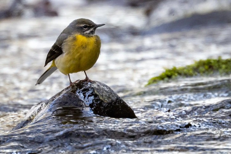 Grey wagtail perched on a rock in a stream, seen during February & March outings.