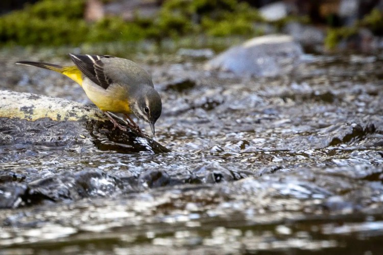 Grey wagtail perched on a rock in a stream, likely searching for food during winter.