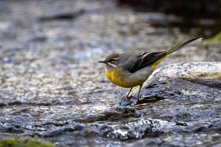 Grey wagtail perched on a rock in a stream. Out and about in nature.