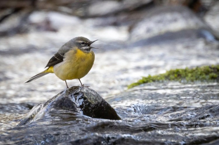 Grey wagtail perched on a rock in a stream, calling out during an out and about adventure.