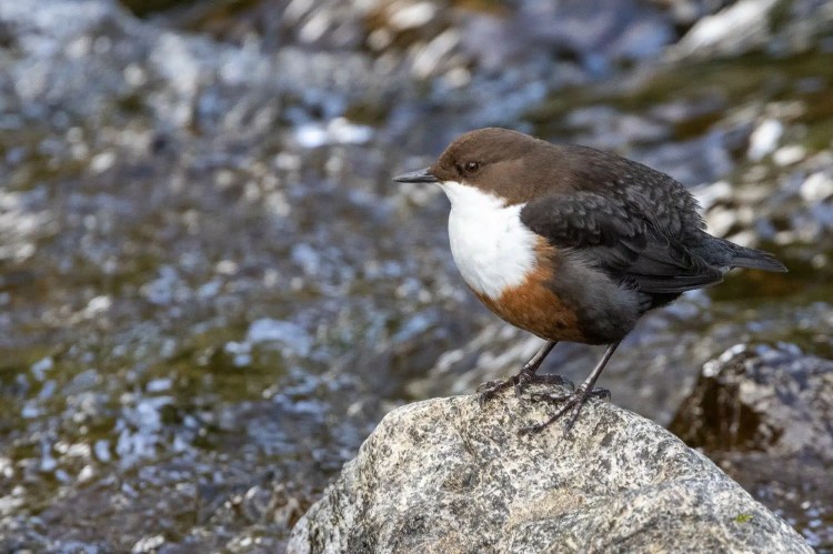 American dipper bird perched on a rock near a stream, a common sight during February and March outings.