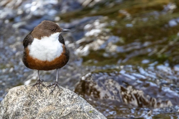 American Dipper perched on a rock in a stream