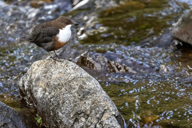 American dipper perched on a rock in a stream. Bird watching "Out and About