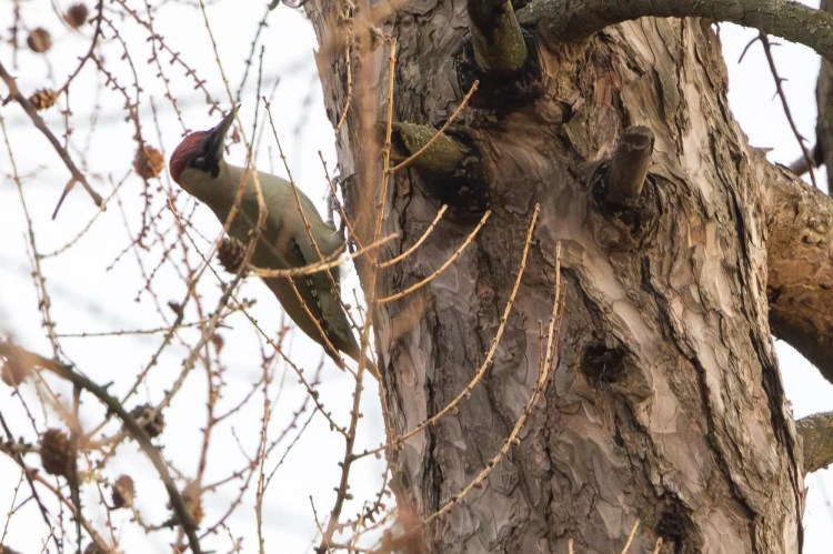 Green woodpecker clinging to a tree trunk, searching for food.