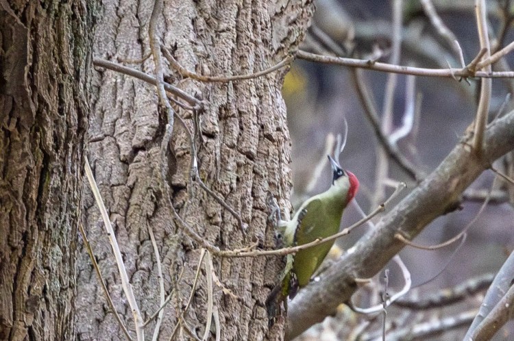 Green woodpecker clinging to a tree trunk, peeking out from branches.