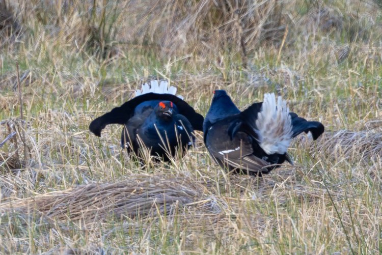 Two black grouse displaying their white tail feathers in a grassy field.