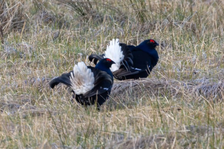 Two male black grouse displaying their white tail feathers in a grassy field.