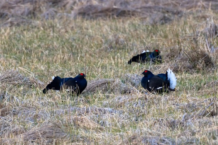 Three black grouse in a field, displaying white tail feathers and red eyebrows.