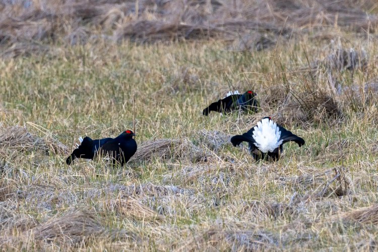 Black Grouse displaying white tail feathers in a grassy field.