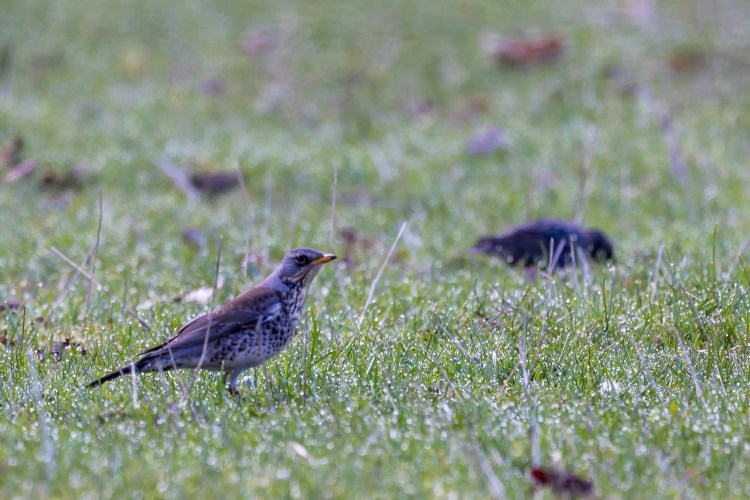 Mistle Thrush foraging in dewy grass, likely during February or March.
