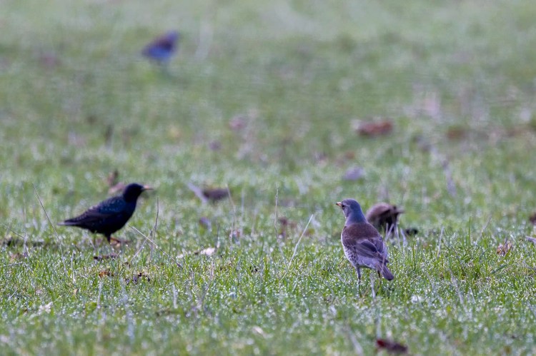 Birds, including a Starling, foraging for food in a grassy field in early spring.