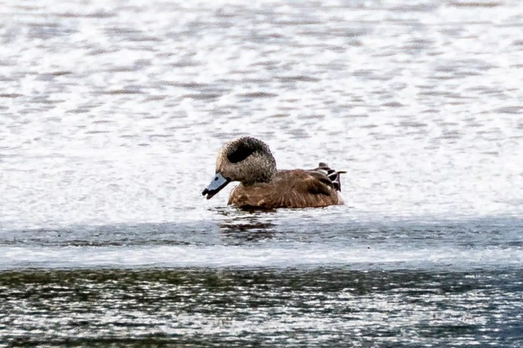 American wigeon duck swimming in water, seen during February and March outings.