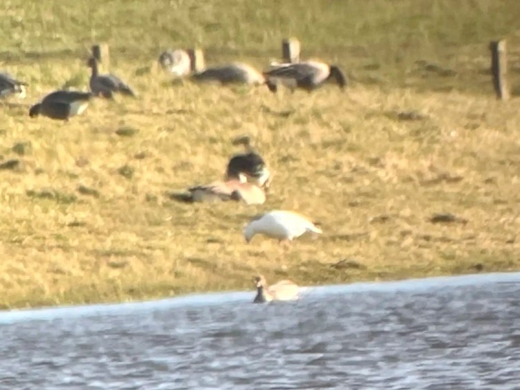 Geese grazing on a grassy bank beside a body of water during a February outing.