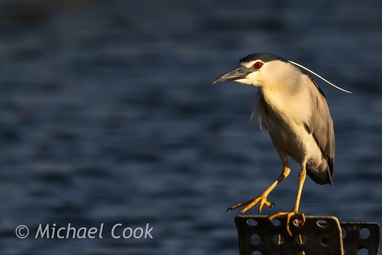 Black-crowned night heron perched at Lake Quarun, Egypt. Red eyes, long white plume.