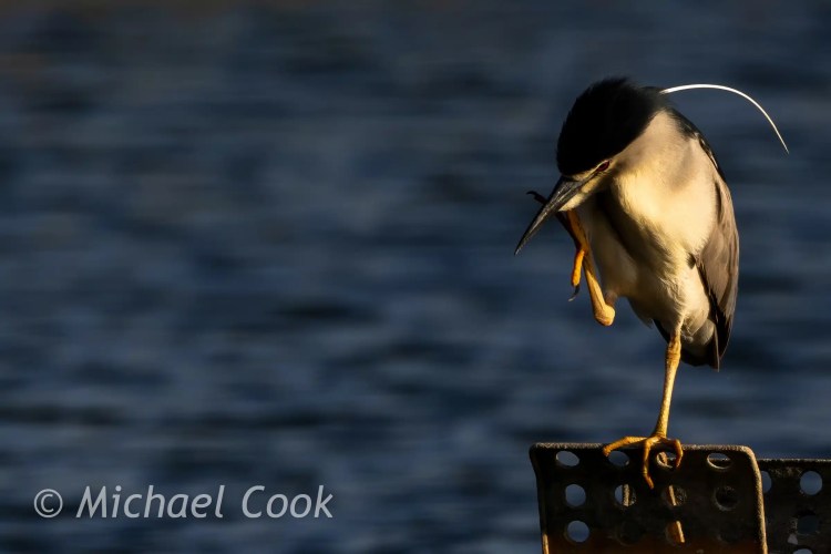 Black-crowned night heron preening on Lake Quarun, Egypt. Birding in Egypt.