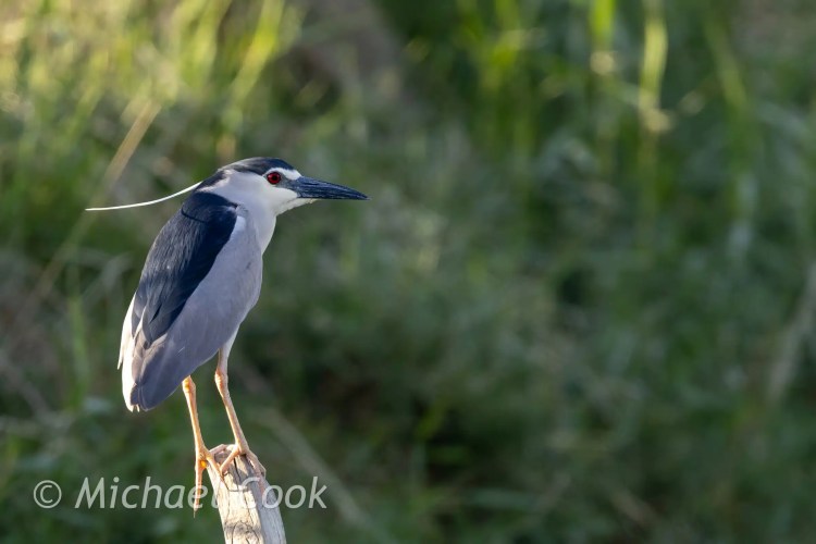 Black-crowned night heron perched at Lake Quarun, Egypt. Birding location.