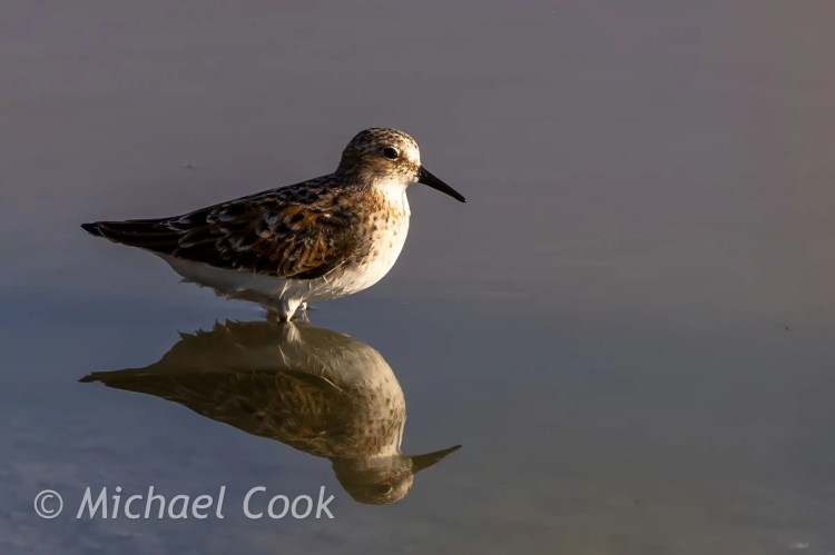 Sandpiper bird reflected in water at Lake Quarun, Egypt