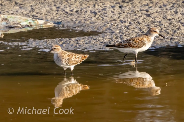 Two sandpipers wading in water at Lake Quarun, Egypt.