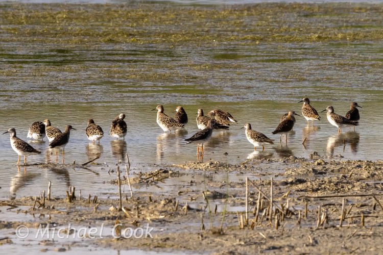 Ruffs wading in Lake Quarun, Egypt. Birding scene with several shorebirds in shallow water.