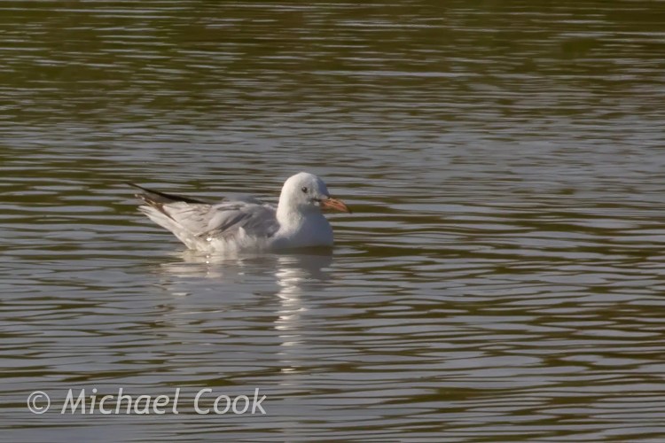 Gull swimming in Lake Quarun, Egypt.