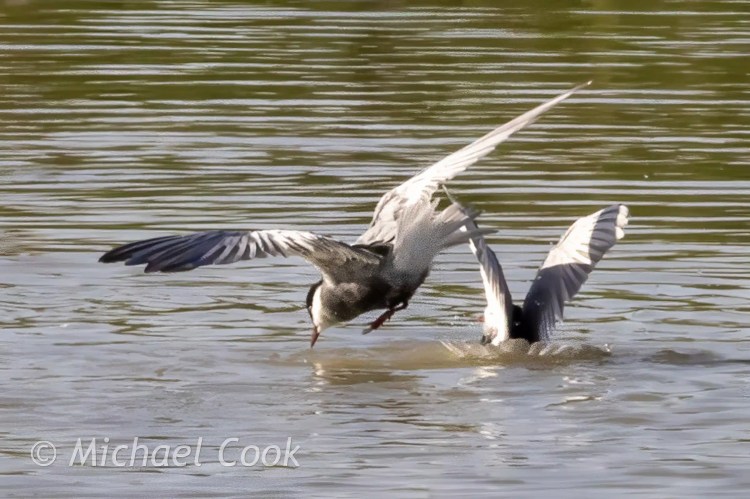 Two white-winged terns diving into Lake Quarun, Egypt.