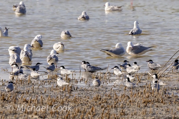 Birds at Lake Quarun, Egypt: Terns and gulls wading in shallow water.