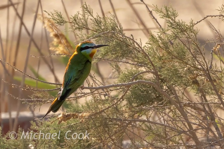 Bee-eater bird perched in a bush at Lake Quarun, Egypt.