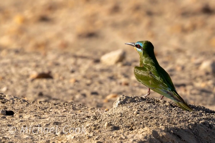 Green bee-eater perched at Lake Quarun, Egypt. Birding in Egypt.