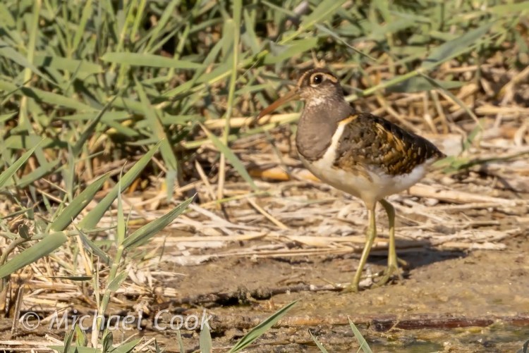 Pectoral Sandpiper at Lake Quarun, Egypt. A brown and white shorebird standing near the water's edge.