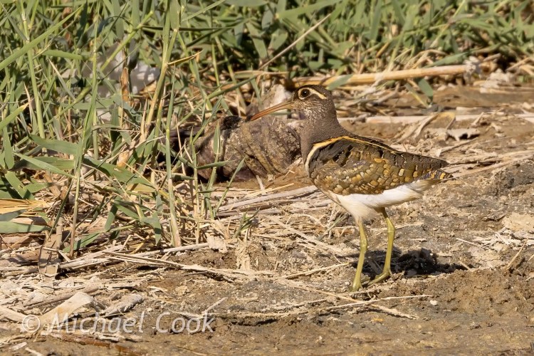 African Snipe at Lake Quarun, Egypt. Birding in the Egyptian desert, this snipe blends into the muddy shoreline.