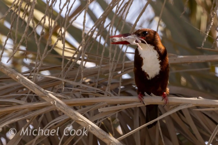 Chocolate-breasted kingfisher with prey at Lake Quarun, Egypt.