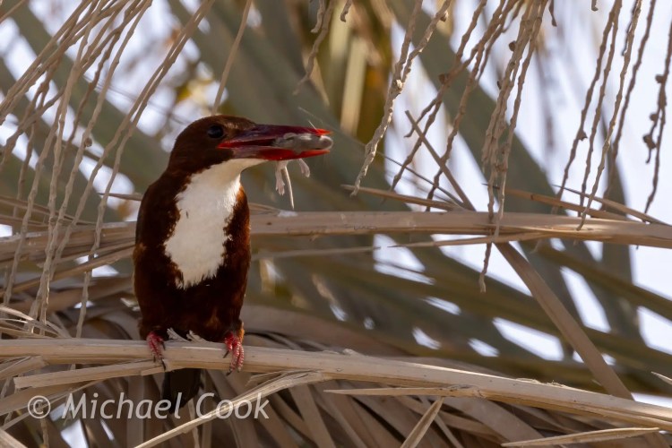 White-throated Kingfisher with prey at Lake Quarun, Egypt.
