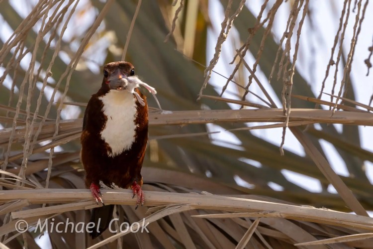 Kingfisher bird with prey at Lake Quarun, Egypt. Birding in Egypt.