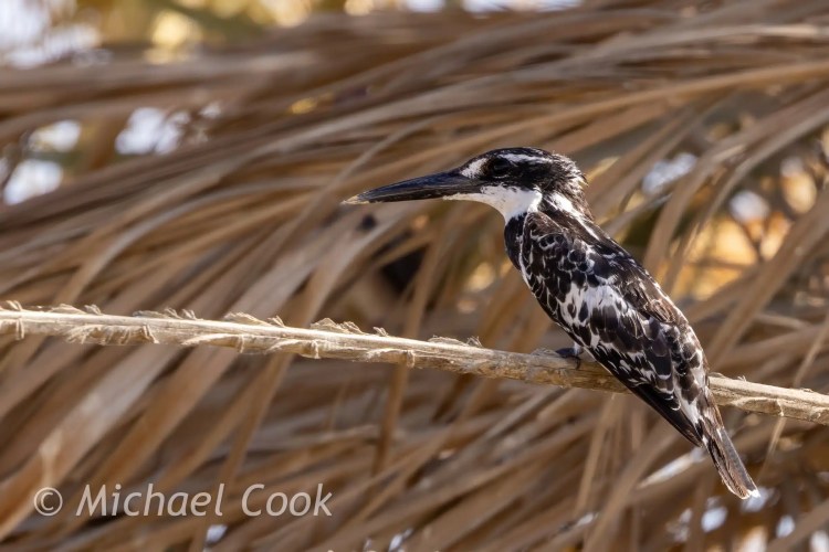 Pied Kingfisher perched on a branch at Lake Quarun, Egypt.