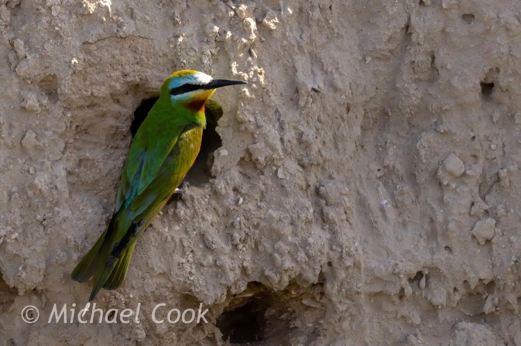 Bee-eater bird at nest hole in Lake Quarun, Egypt