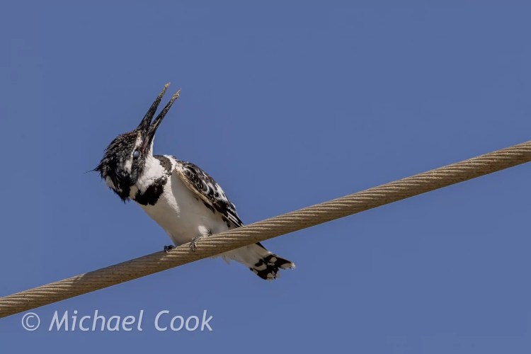 Pied Kingfisher perches on a wire in Lake Quarun, Egypt, preening its feathers against a clear blue sky.