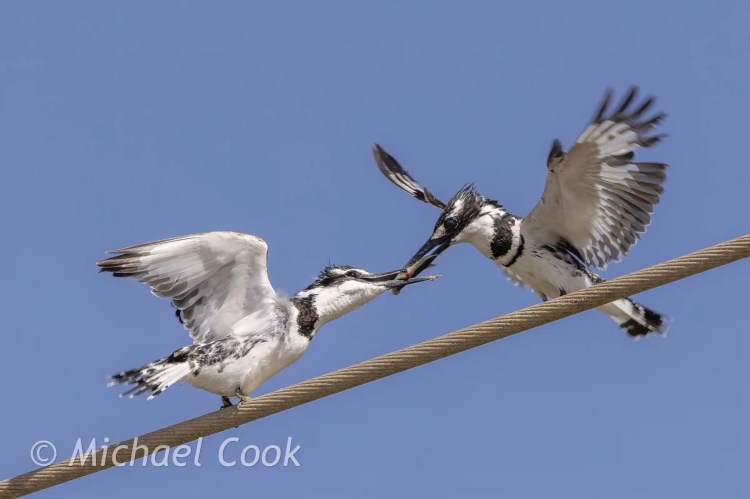 Pied kingfishers battling over fish at Lake Quarun, Egypt