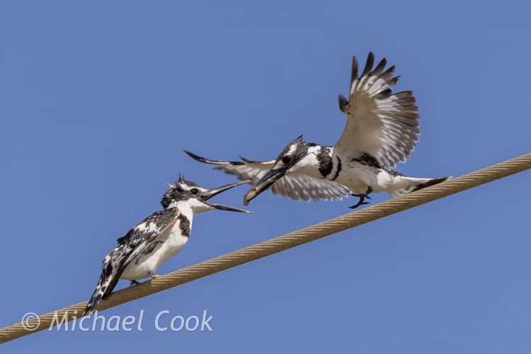 Pied kingfisher feeding another on a wire at Lake Quarun, Egypt.