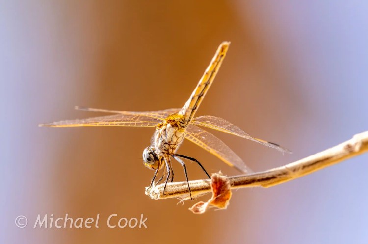 Dragonfly perched on a twig near Lake Quarun, Egypt
