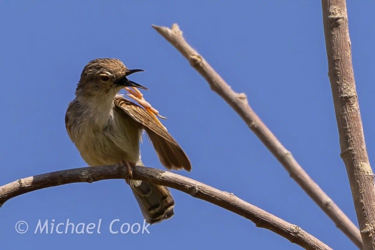 Birding Lake Quarun: Rufous Bush Chat perched on a branch, singing with its beak open against a clear blue sky.