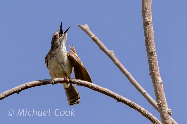 Singing Zitting Cisticola bird on a branch at Lake Quarun, Egypt.