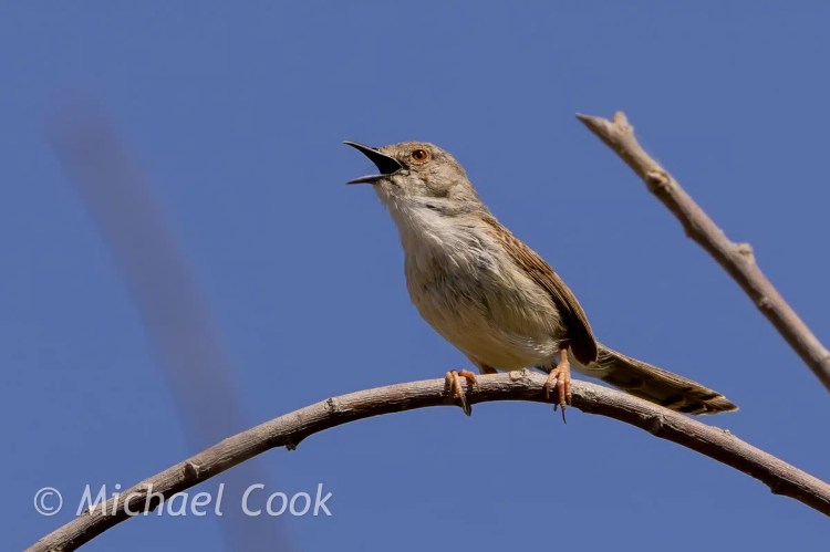 Singing Zitting Cisticola bird on a branch at Lake Quarun, Egypt.