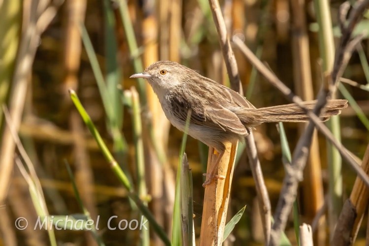 Birding Lake Quarun, Egypt: Close-up of a perched Zitting Cisticola amid reeds.