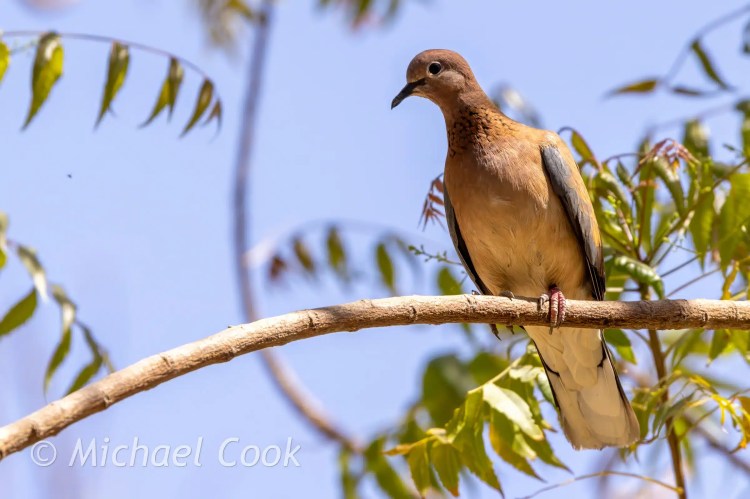 Laughing Dove perched on a branch at Lake Quarun, Egypt. Birding in Egypt.