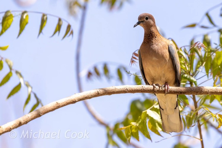 Laughing dove perched on a branch near Lake Quarun, Egypt. Birding in Egypt.