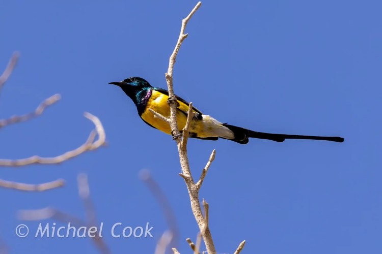 Male Palestine Sunbird perched on a branch in Lake Quarun, Egypt. Iridescent plumage shines against the blue sky.