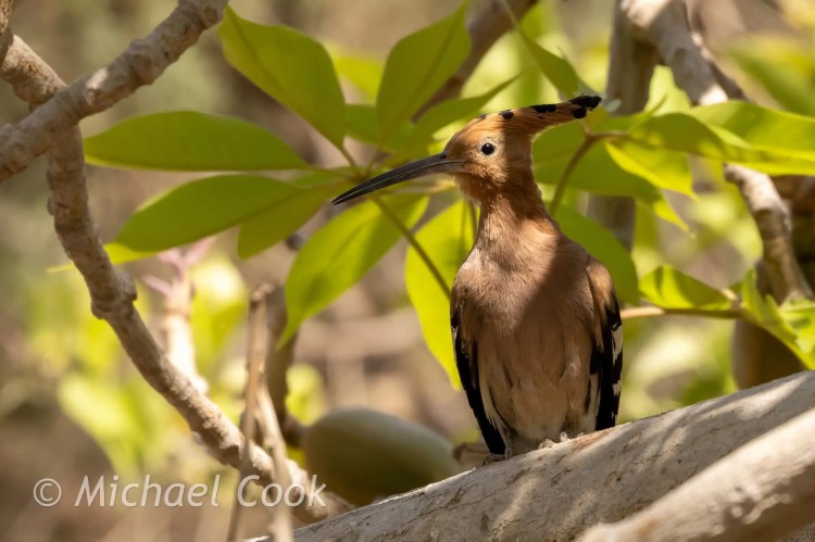 Hoopoe bird perched on a branch at Lake Quarun, Egypt.