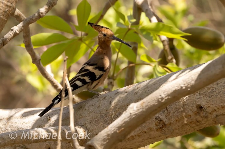 Hoopoe bird perched on a branch at Lake Quarun, Egypt. Birding in Egypt.